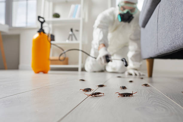 Commercial Kitchen Cockroach Control in Laymantown